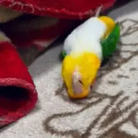恐怖映像！？仰向けでヌルヌルと這い寄るシロハラインコさんに爆笑
