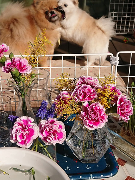 「うしろの犬が気になって花どころではない」美しい花々のうしろで繰り広げられる壮絶なバトル