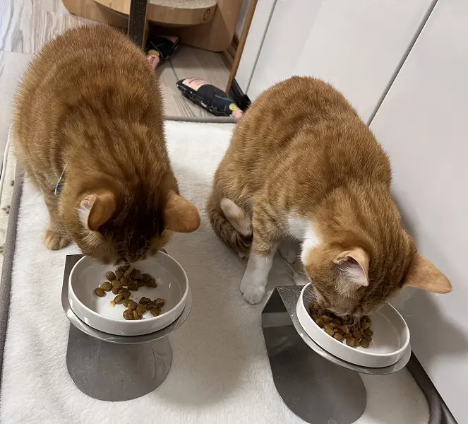ちゅ～るをかけたキャットフードを食べている2匹