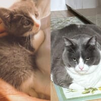 0歳5か月と9歳　同じ猫の比較写真に驚きの声「大物になりましたね」