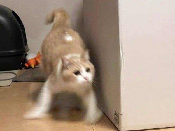 走る猫の足さばきがまるでギャグマンガ！決定的瞬間を捉えた写真に爆笑