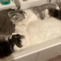 猫の親子が洗面台を占拠