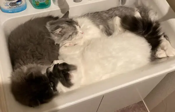 猫の親子が洗面台を占拠