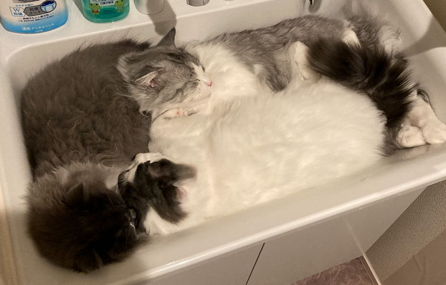 猫の親子が洗面台を占拠　3匹の猫による「猫鍋」ならぬ「猫洗面台」