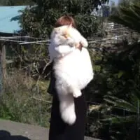 白たぬき？ぬいぐるみ？猫に見えない猫ちゃんがデッカワいいと大評判