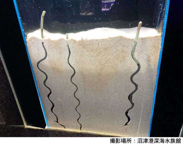 沼津港深海水族館