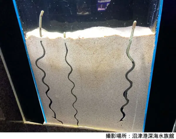 沼津港深海水族館