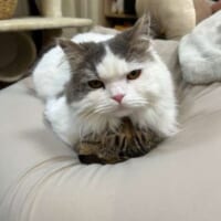 猫が猫をふんじゃった　クッションでくつろいでいたらまさかの下敷きに