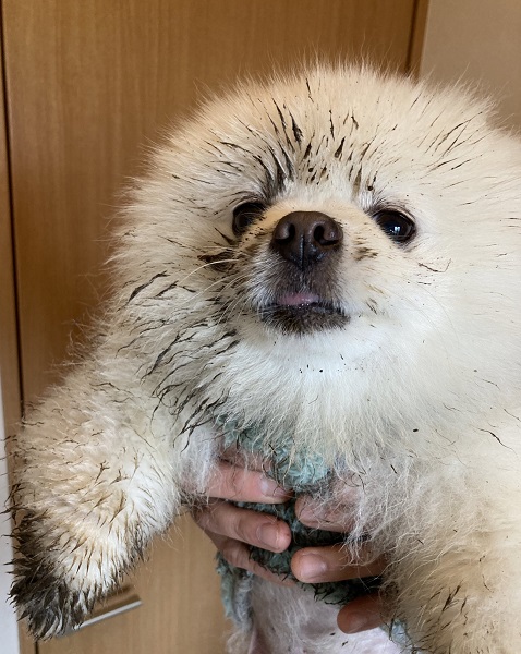 ゴマアザラシの赤ちゃんみたい！泥んこになった愛犬に飼い主もビックリ