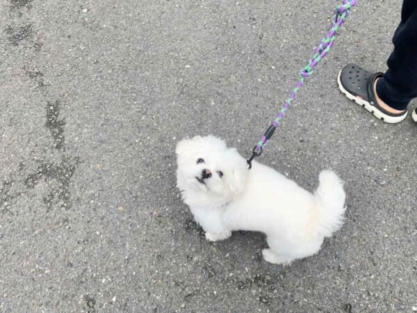 「わぁ…… しろくま……」真っ白ワンちゃんの散歩中のエピソードにほっこり