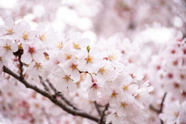 3月は卒業の季節
