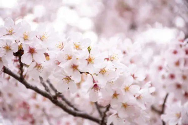 3月は卒業の季節