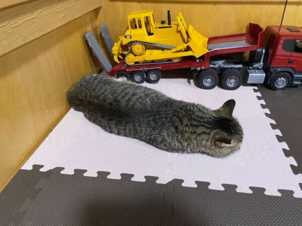 ツチヌコ？ニャメクジ？寝そべる猫がまるで謎の生き物のよう