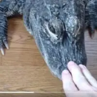 え？ワニってこんなに懐くの……「待て」も出来ちゃう従順なワニさんにびっくり