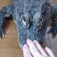 良い信頼関係を築ければむやみに噛んだりすることはないそうです