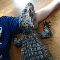 腕枕されるワニ