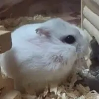 何度もお家に入ろうと頑張るハムちゃん