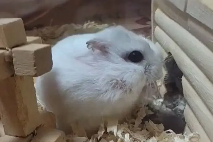 何度もお家に入ろうと頑張るハムちゃん