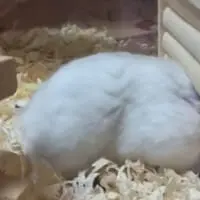 好物のエサで頬袋がパンパンに