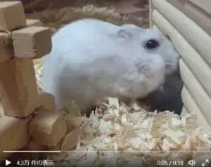 頬袋がパンパンすぎて家に入れないハムスター