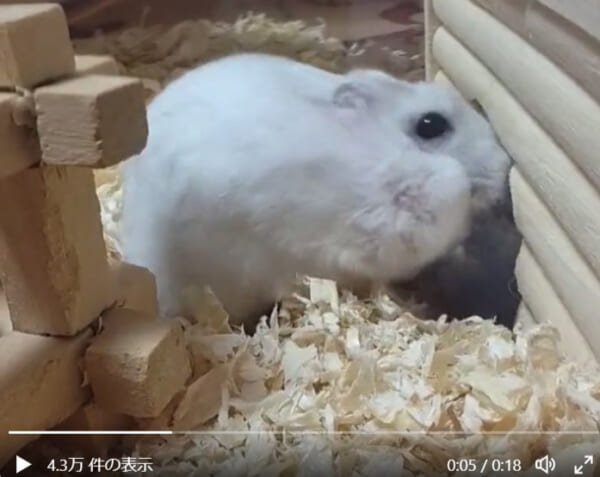 頬袋がパンパンすぎて家に入れないハムスター