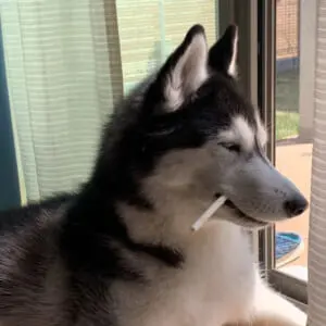 ダンディーすぎるハスキー犬