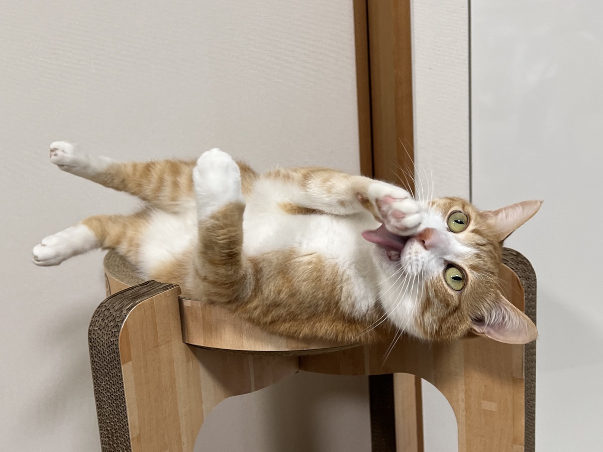 「落ちないようにね」　心配をよそにキャットタワーの上で余裕の猫