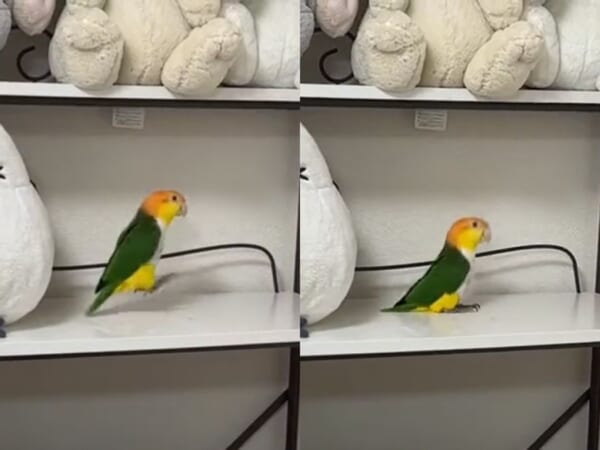 まるでゼンマイ仕掛けのおもちゃ？ぴょんぴょん跳ねるインコの動きがクセになる