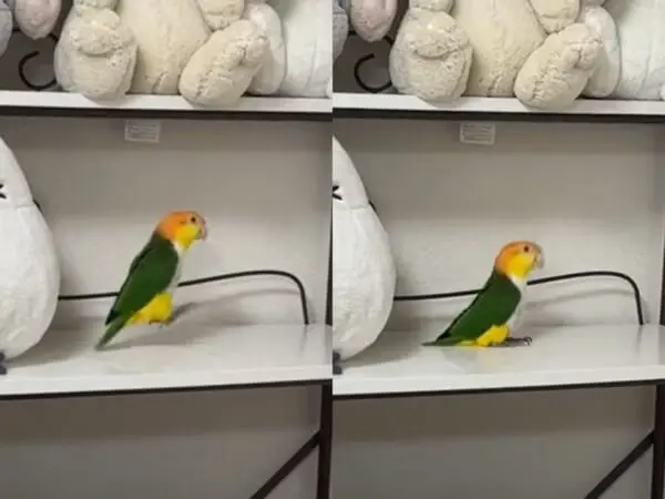 まるでゼンマイ仕掛けのおもちゃ？ぴょんぴょん跳ねるインコの動きがクセになる