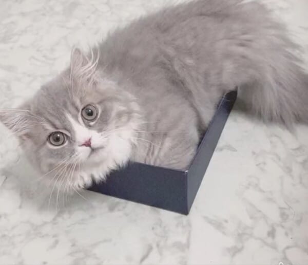 子猫の空き箱チャレンジ！体よりも小さな箱に入ろうとするもあえなく撃沈　