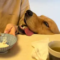 自分のごはんをおねだりするワンコ