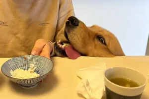 自分のごはんをおねだりするワンコ