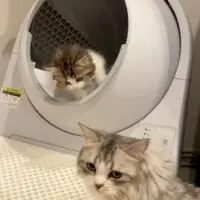 後輩の育成は先輩の役目ニャ　子猫のトイレを見守る先住猫が頼もしい
