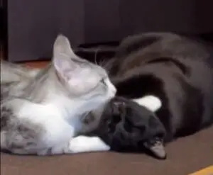 遊びたい猫VSやる気のない猫