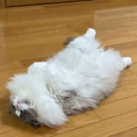 かまってアピールする猫様