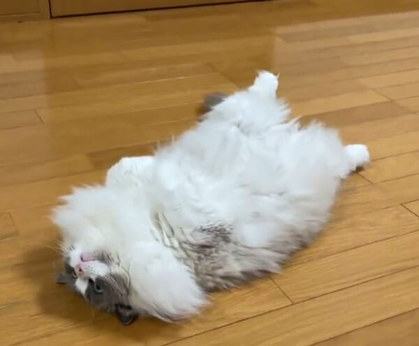 かまってアピールする猫様