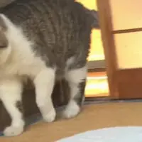中に入ってきたイチローくん