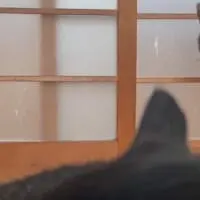 周囲をウロウロしていたそうです