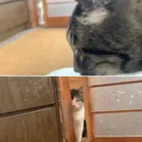 飼い主と同居猫のイチャつきを目撃した猫の姿が完全に「家政婦は見た！」のアレ