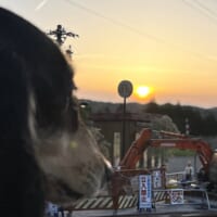 工事現場を見つめるワンちゃんと夕日のコラボ