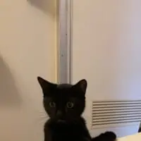 風呂に入る飼い主を驚きの形相で見つめる猫さん「人間が水に落ちてる！？」