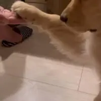 しっかりと起き上がって「お手」