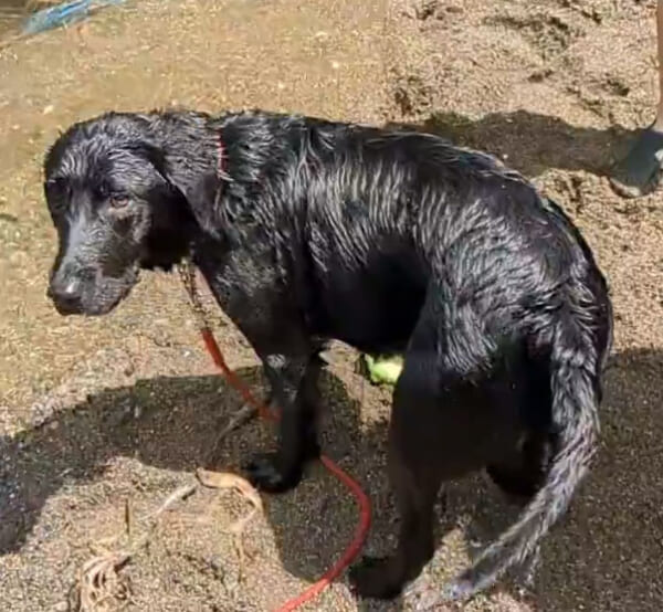 お尻で虹を創造する犬現る