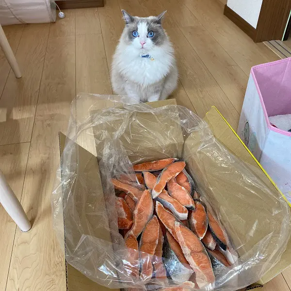 目を輝かせて期待が隠せない猫　目の前の段ボールにはお魚がいっぱい！