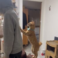 飼い主さんの背中に狙いを定めてピョーン！とジャンプ