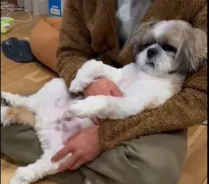 まるで人間！パパの膝でへそ天するシーズー犬に癒される