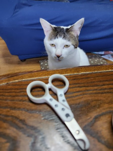 爪切りを目撃した猫さん　とんでもない虚無顔を披露