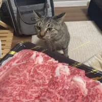 和牛のお肉を見つめる海くん