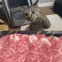海くんの目には完全にお肉しか映っていない感じがします