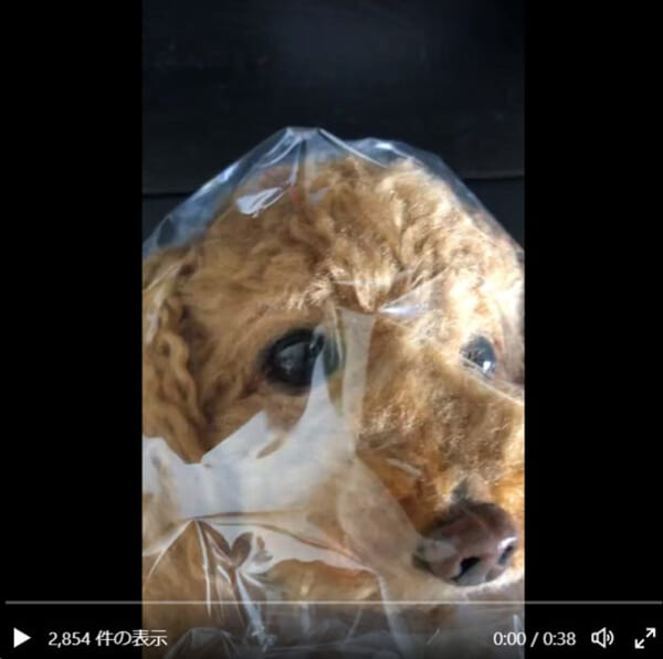 制作途中の羊毛フェルトの犬にびっくり